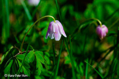 Buschwindröschen (Anemone nemorosa)