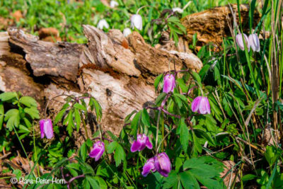 Buschwindröschen (Anemone nemorosa)
