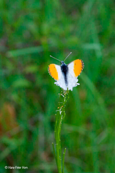 Aurorafalter (Anthocharis cardamines)