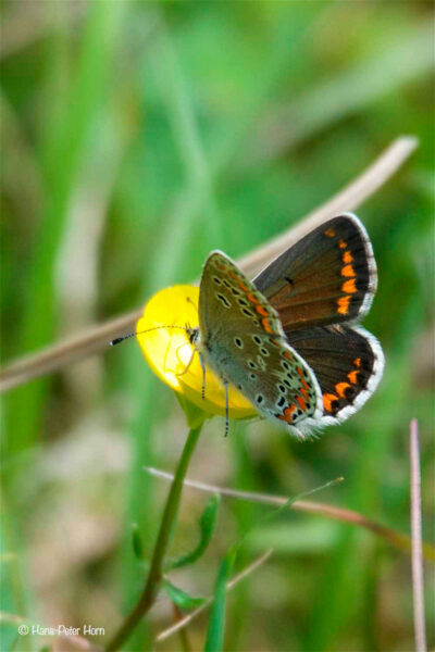 Kleiner Sonnenröschen-Bläuling (Aricia agestis)