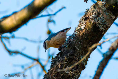 Kleiber (Sitta europaea)