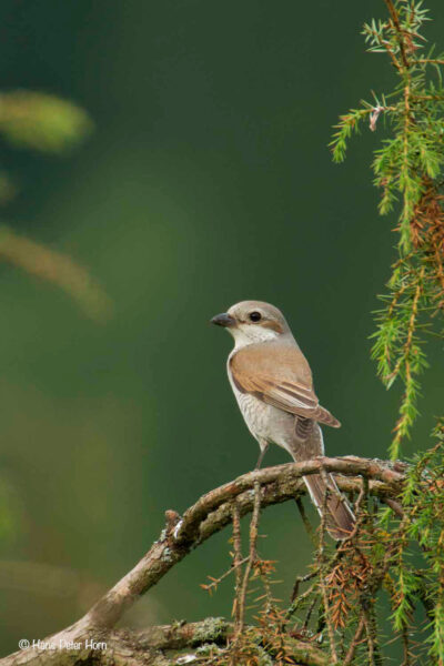 Neuntöter, Weibchen (Lanius collurio)