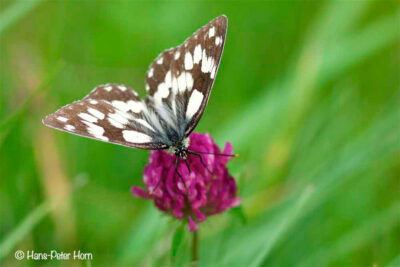 Schachbrettfalter(Melanargia galathea)