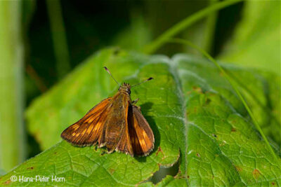Mattscheckiger Braun-Dickkopffalter (Thymelicus acteon)
