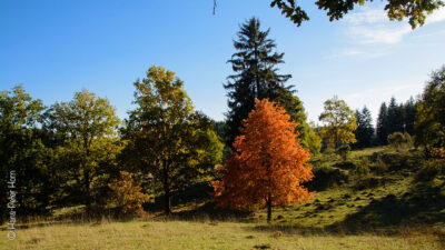 Alten Eichen im Hutewald