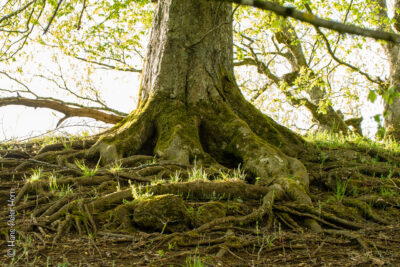 Alten Eichen im Hutewald