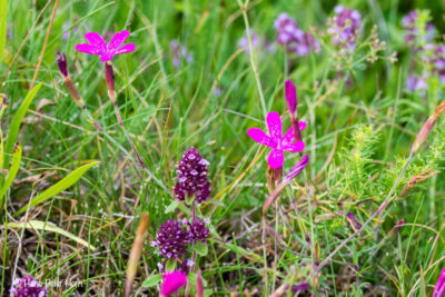 Blühende Trockenrasenwiese