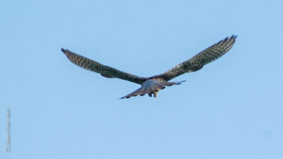Turmfalke (ständiger Sommergast) bei der Mäusejagd, April 2020