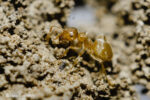 Gelbe Wiesenameise (Lasius spec.) Gelbe Wiesenameise (Lasius spec.)