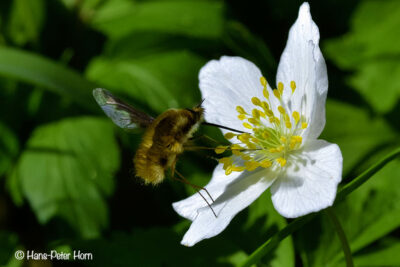 Buschwindröschen (Anemone neorosa) und Großer Wollschweber (Bombylius major)