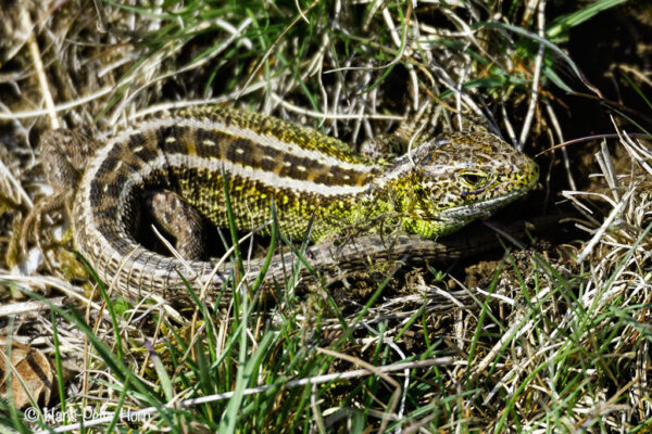 Zauneidechse (Lacerta agilis)
