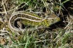 Zauneidechse (Lacerta agilis) Zauneidechse (Lacerta agilis)