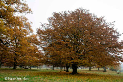 Herbstimpression im Hudewald