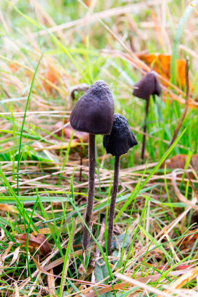 Langstieliger Düngerlind (Panaeolus acuminatus)