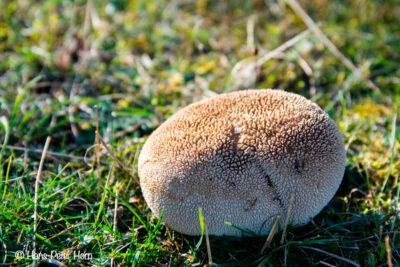 Hasenstäubling (Lycoperdon utriformis)