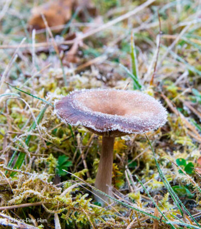 Kaffeebrauner Gabeltrichterling (Pseudoclitocybe cyathiformis)