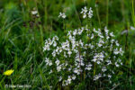 Augentrost (Euphrasia officinalis) Augentrost (Euphrasia officinalis)