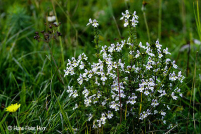 Augentrost (Euphrasia officinalis)