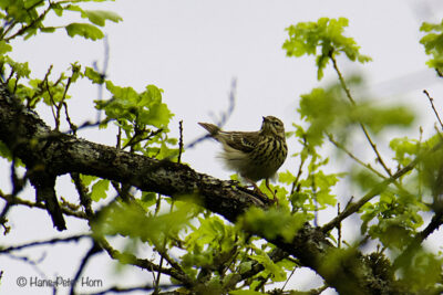 Baumpieper (Anthus trivialis)