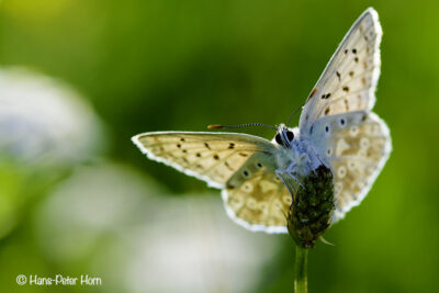 Himmelblauer Bläuling, Männchen (Lysandra bellargus )