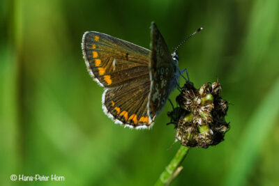 Kleiner Sonnenröschen-Bläuling (Aricia agestis)