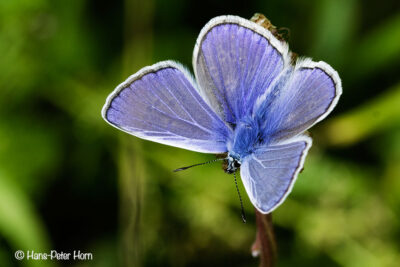Hauhechel-Bläuling (Polyommatus icarus)
