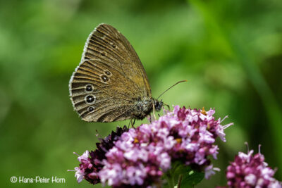 Brauner Waldvogel (Aphantopus hyperantus)