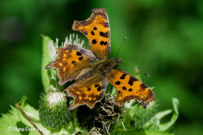C-Falter (Polygonia c-album)
