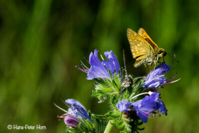 Rostfarbiger Dickkopffalter auf Natternkopf (Ochlodes sylvanus auf Echium vulgare)