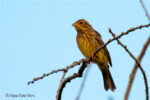Goldammer (Emberiza citrinella) Goldammer (Emberiza citrinella)