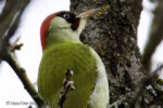 Grünspecht (Picus viridis) Grünspecht (Picus viridis)