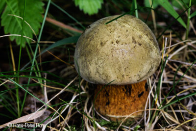 Netzstieliger Hexenröhrling (Suillellus luridus)