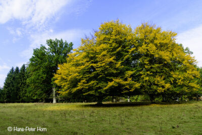 Hutewald
