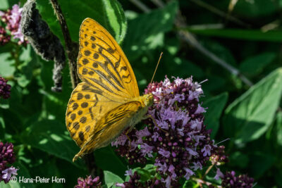 Kaisermantel, männlich (Argynnis paphia)