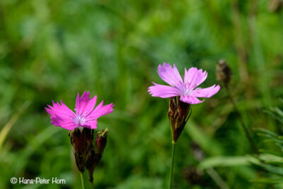 Karthäusernelke (Dianthus carthusianorum)