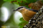 Kleiber (Sitta europaea) Kleiber (Sitta europaea)