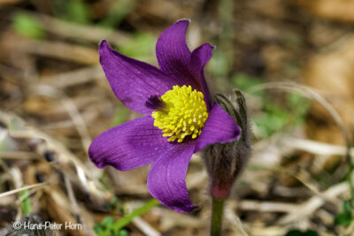 Küchenschelle (Pulsatilla vulgaris)