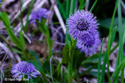 Gemeine Kugelblume (Globularia punctata)