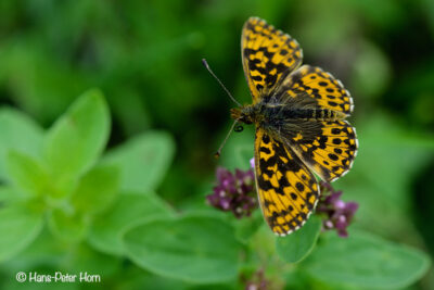 Magerrasen-Perlmuttfalter (Boloria dia)