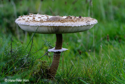 Gemeiner Riesenschirmling (Macrolepiota procera)