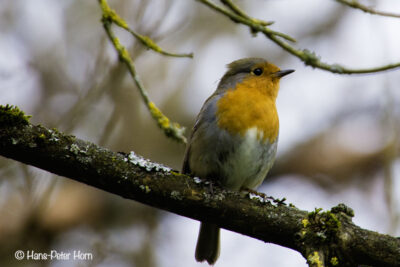 Rotkehlchen (Erithacus rubecula)