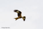 Rotmilan (Milvus milvus) Rotmilan (Milvus milvus)