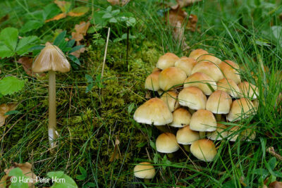 Papageiensaftling (Hygrocybe psittacina) und Grünblättriger Schwefelkopf (Hypholoma fasciculare)