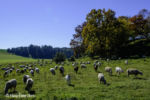 Schafweide Schafweide