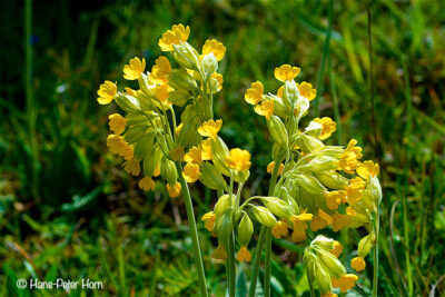 Echte Schlüsselblume (Primula veris)