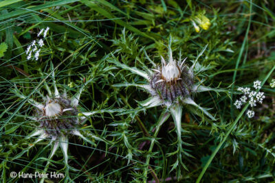 Silberdistel (Carlina acaulis)