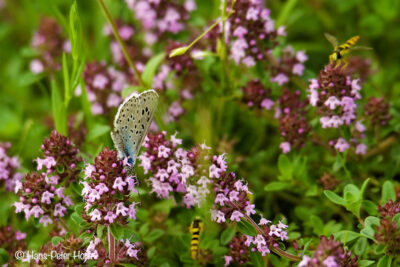 Breitblättriger Thymian (Thymus pulegioides) mit Bläuling und Schwebfliegen