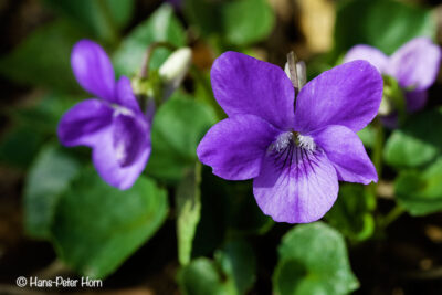 Hundsveilchen (Viola canina)