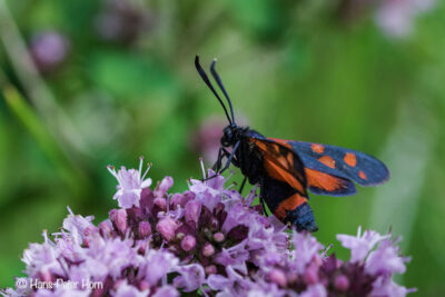 Veränderliches Widderchen (Zygaena ephialtes)