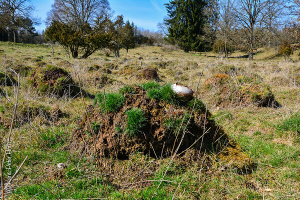 Lange Winterruhe für die Ameisen im April 2020